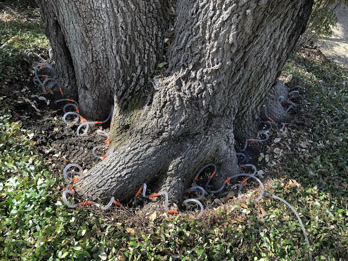 Detailed Tree Cabling and Bracing job site in Okemah