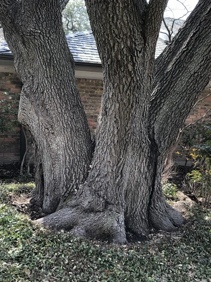 Mature heritage tree close to a Okemah property cared for by certified arborists